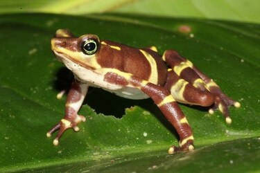 Un libro para proteger a los anfibios del Parque Nacional Darién