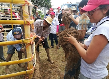 Peregrinos ayudan en la junta de embarre