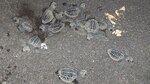 Más de 20 mil huevos de tortuga no logran eclosionar en costa de Tonosí