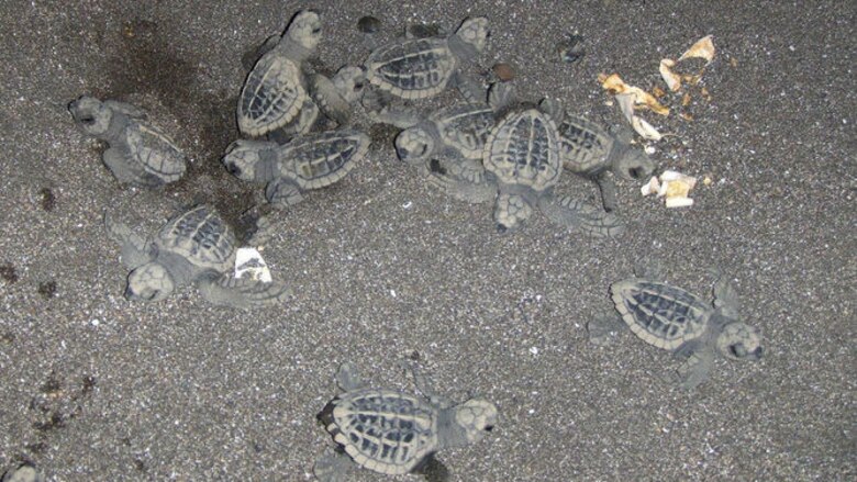 Más de 20 mil huevos de tortuga no logran eclosionar en costa de Tonosí