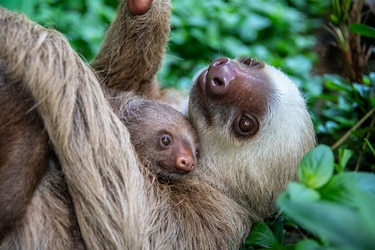 Todo sobre los perezosos en Panamá: especies, curiosidades y amenazas