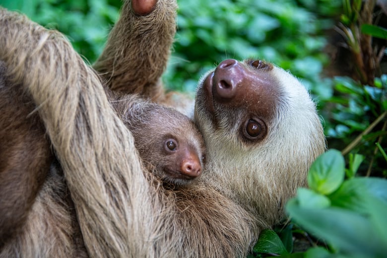 Todo sobre los perezosos en Panamá: especies, curiosidades y amenazas