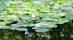 El jardín oculto de la realeza