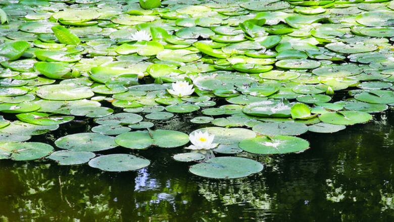 El jardín oculto de la realeza
