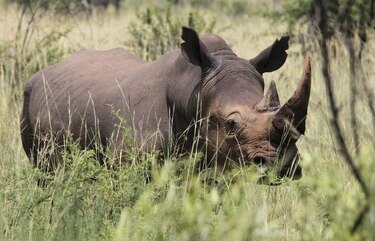 Sudáfrica planea evacuar del Kruger parte de la población de rinocerontes