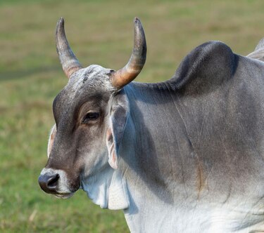 Las “supervacas” que convirtieron a Brasil en el mayor exportador de carne en el mundo