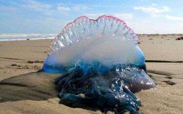 Medusas causan pánico en maratón acuático y dejan más de 60 heridos