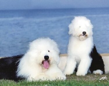 El viejo pastor inglés