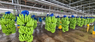 Empleo: Chiquita anuncia feria para reclutar personal en Bocas del Toro