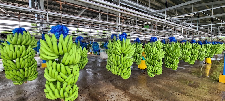 Empleo: Chiquita anuncia feria para reclutar personal en Bocas del Toro