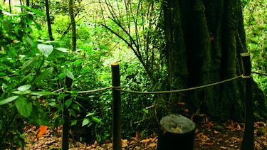 Colombia pierde bosques