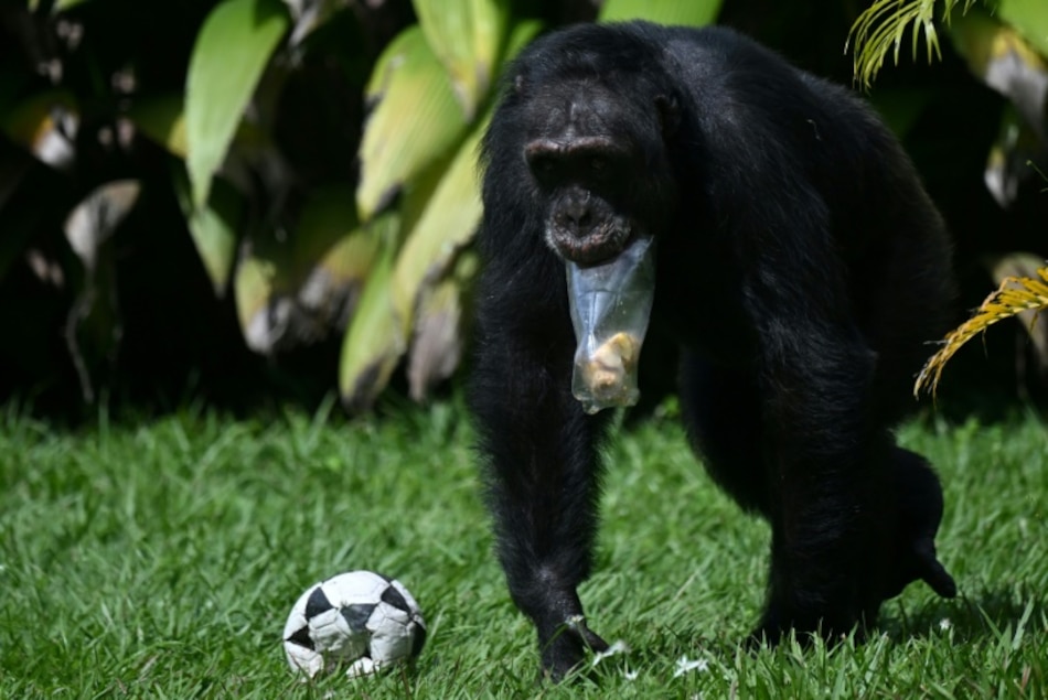 Colombia traslada a su último chimpancé en cautiverio a un santuario en Brasil