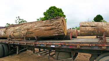 Tala ilegal arrasa con bosques en la provincia de Darién