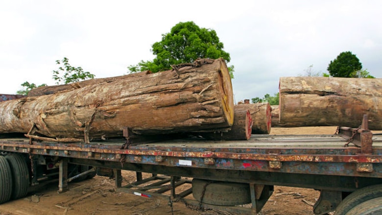 Tala ilegal arrasa con bosques en la provincia de Darién