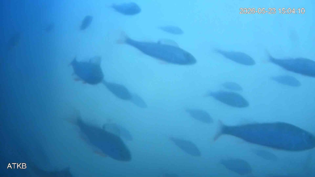 El 'timbre' para abrir compuertas a los peces en Países Bajos que engancha al mundo