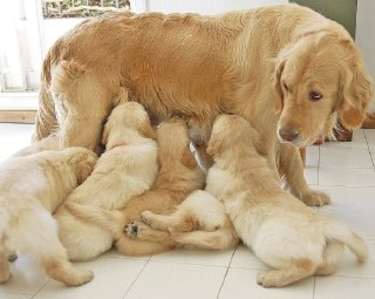 Los cachorros como mercancía