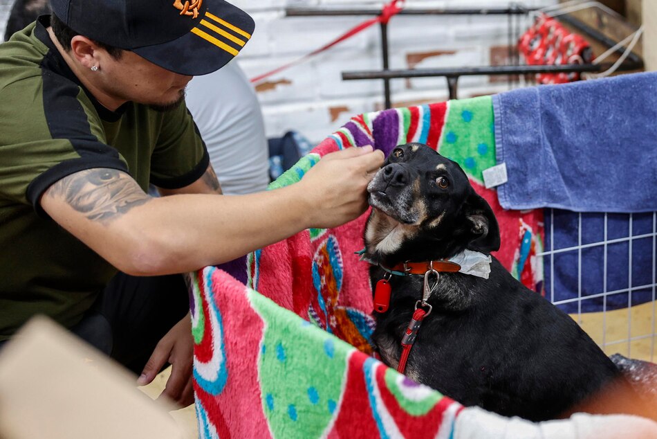 Las mascotas rescatadas de las inundaciones en Brasil aguardan un nuevo hogar