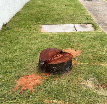Indignación vecinal por tala de palmas reales en Parque Lefevre