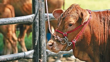 Programa de mejoramiento de carne avanza en Chiriquí