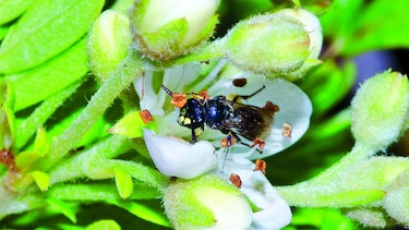 Protegen abejas en peligro de extinción