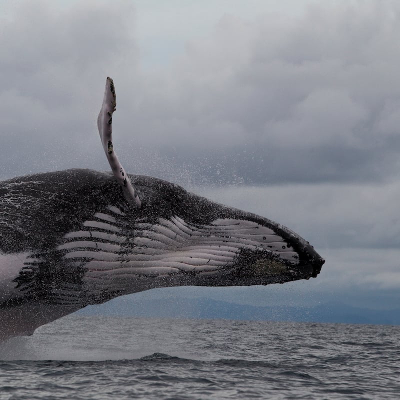 Ballenas y delfines, los gigantes del océano que aún luchan por sobrevivir