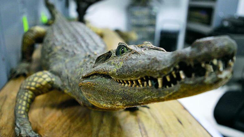 El valor de una colección zoológica