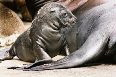 Las 'visitas' de leones marinos