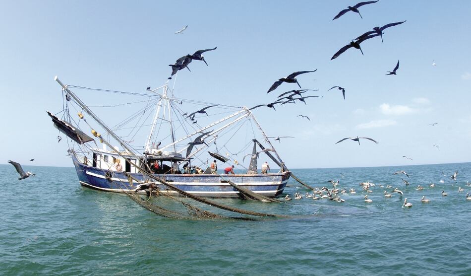 Cancelan licencias de pesca para proteger al camarón 