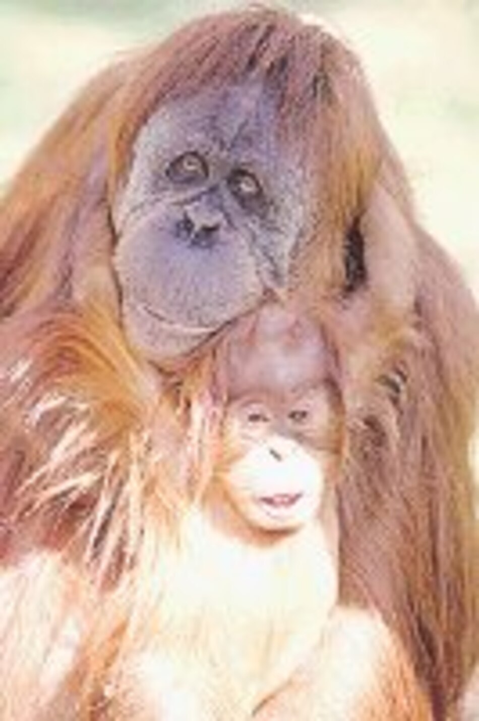 Tierramérica La vida en peligro