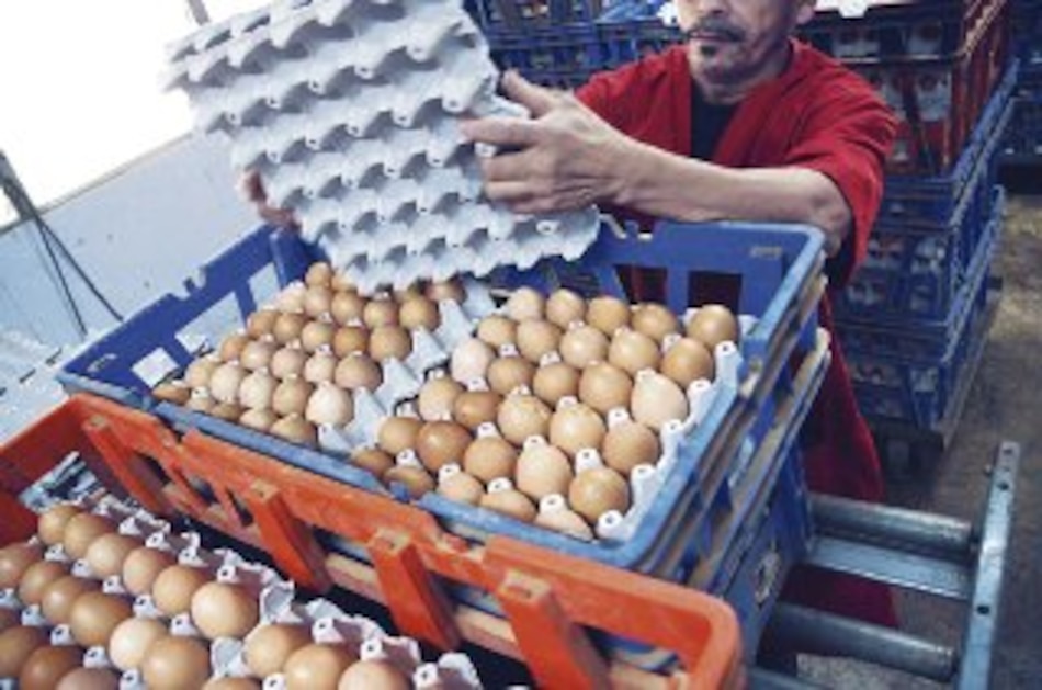 Changuinola se queda sin pollo, huevo y embutidos por las protestas