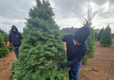 Llegan a Panamá los primeros 17 mil arbolitos de Navidad: vienen de Canadá y de Oregón
