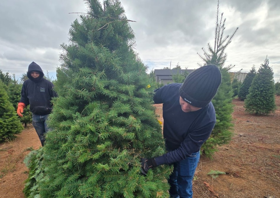 Llegan a Panamá los primeros 17 mil arbolitos de Navidad: vienen de Canadá y de Oregón