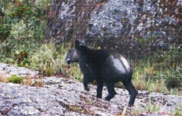 Tapir de altura, un fósil viviente