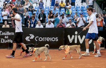 Perros recogepelotas se roban el show durante partido de tenis