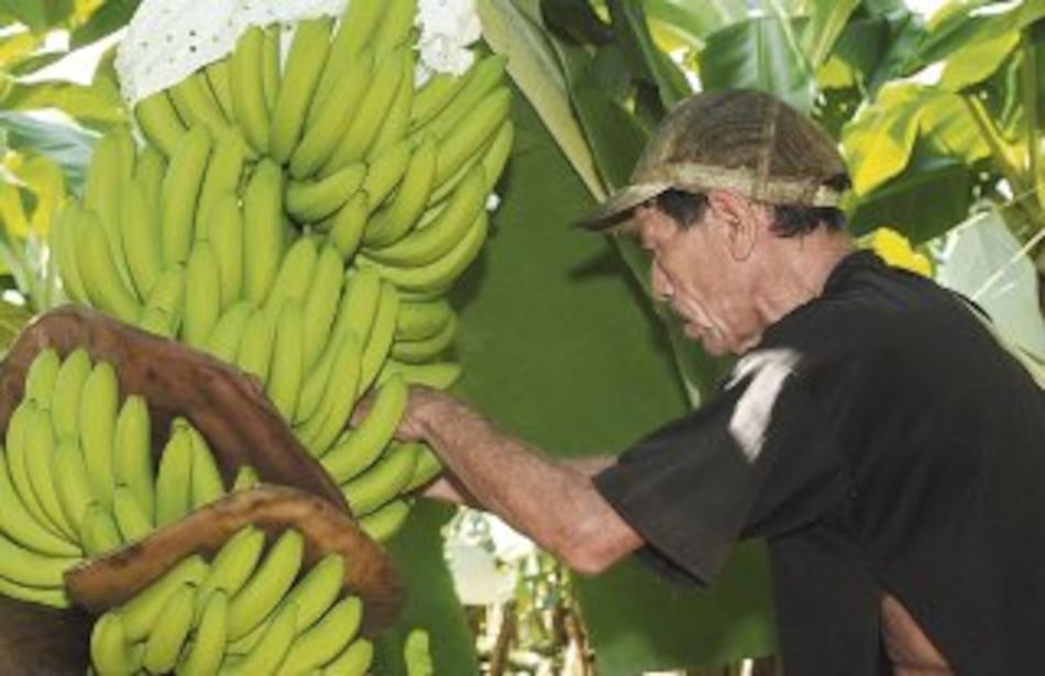 Analizarán primeras ofertas para Coosemupar