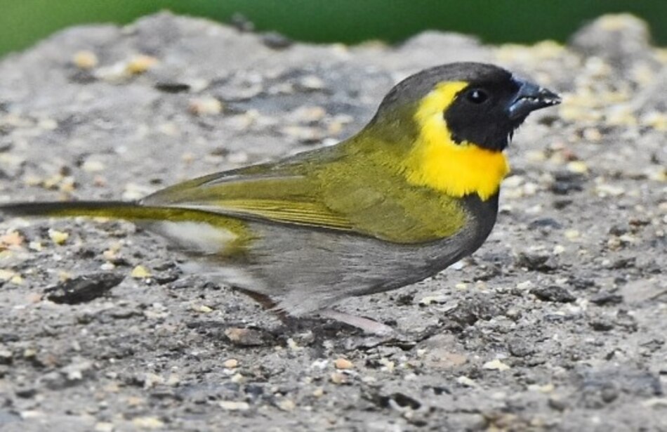 Declaran extinta ave canora que anidó en Florida y estaba en lista de especies amenazadas