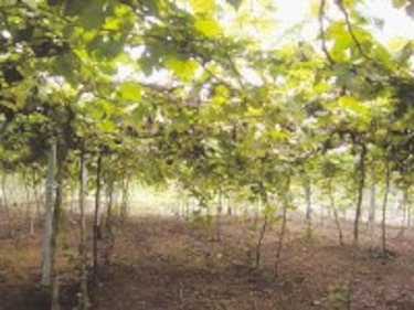 Panamá incursiona en el cultivo de uvas