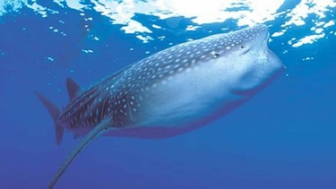 Las poblaciones de animales marinos se han reducido a la mitad en 40 años