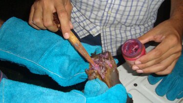 Tratan a más de 300 murciélagos hematófagos para eliminar madrigueras
