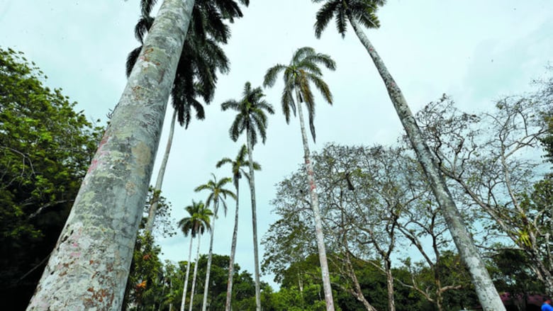 Pros y contras del follaje exótico