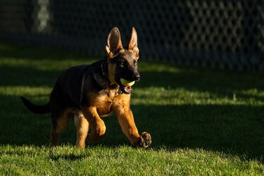Presidente Joe Biden presenta a ‘Commander’, su nueva mascota
