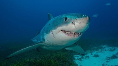 8 rasgos extraordinarios que probablemente no sabías sobre los tiburones