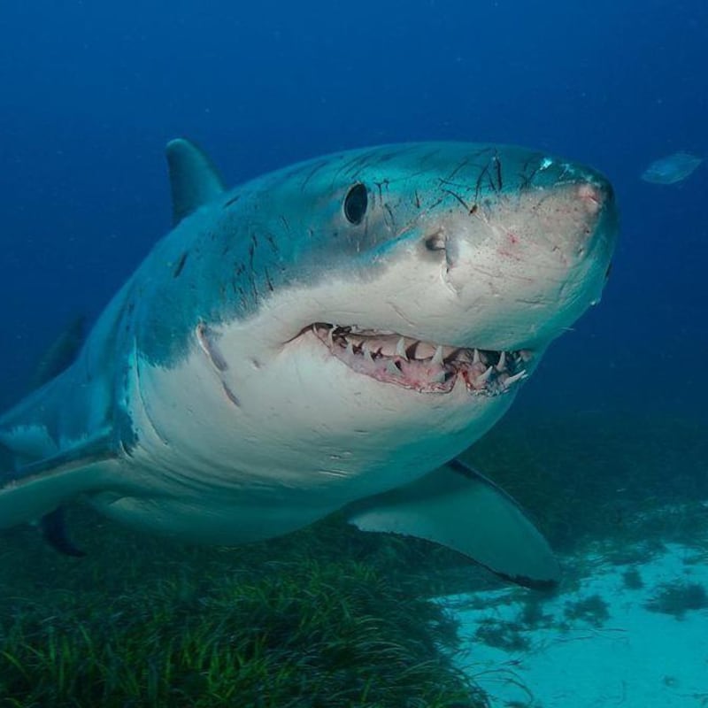 8 rasgos extraordinarios que probablemente no sabías sobre los tiburones