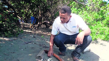 Anidación inusual de tortugas en playa El Retén