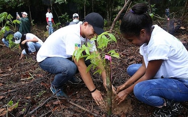 Panamá: Siembran 80 mil plantones en el Día Nacional de la Reforestación