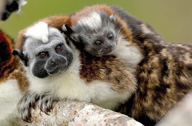 En lo profundo de la naturaleza panameña