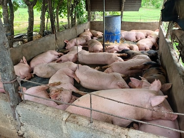 De sobrevivir a las importaciones a buscar mercados para exportar: el giro de la industria porcina panameña