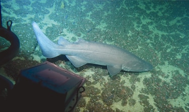 Un tiburón misterioso avistado en Coiba