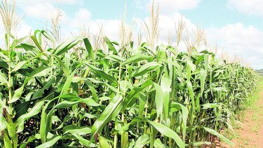 Productores prevén escasez