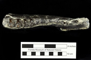 Hallan fósil del mico ‘más antiguo’ de América en el área del Canal